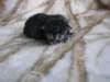 amurinpriscillagirl1week28101012_small.jpg