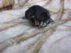 amurinpriscillagirl1week28101013_small.jpg