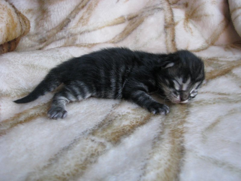 amurinpriscillagirl1week28101014.jpg