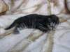 amurinpriscillagirl1week28101014_small.jpg