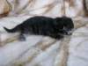 amurinpriscillagirl1week28101015_small.jpg
