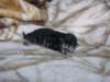 amurinpriscillagirl1week28101016_small.jpg