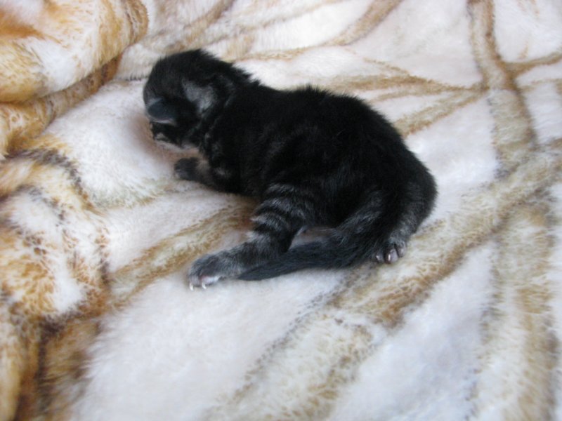 amurinpriscillagirl1week28101017.jpg