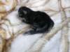 amurinpriscillagirl1week28101017_small.jpg
