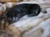 amurinpriscillagirl1week28101018_small.jpg