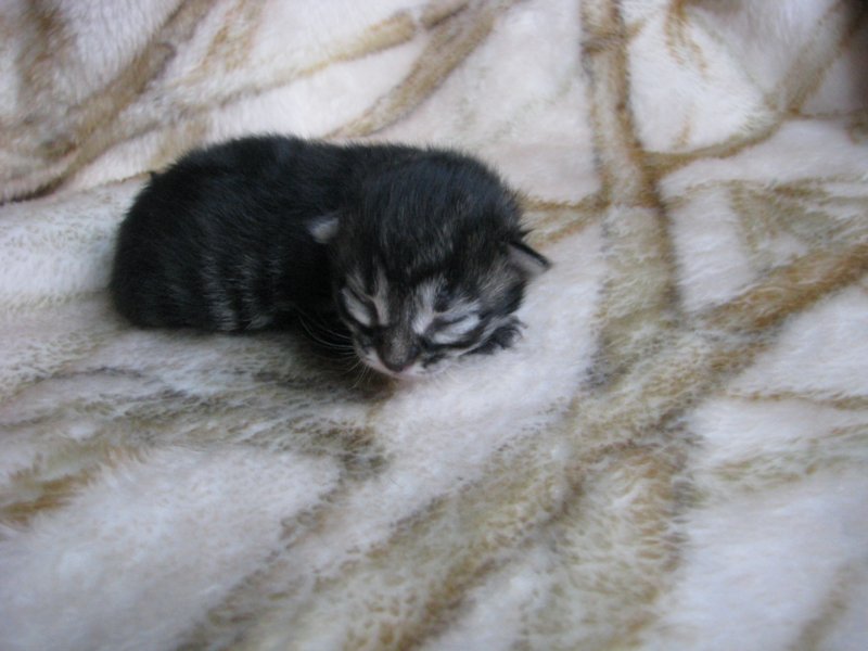 amurinpriscillagirl1week2810102.jpg
