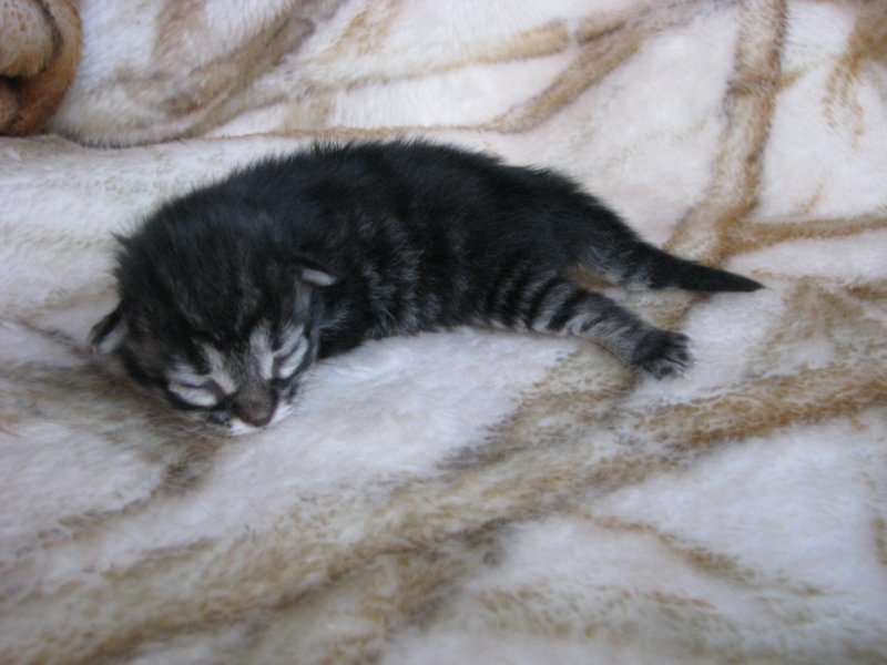 amurinpriscillagirl1week28101020.jpg