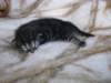amurinpriscillagirl1week28101020_small.jpg