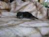 amurinpriscillagirl1week28101021_small.jpg