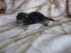 amurinpriscillagirl1week28101022_small.jpg