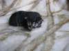 amurinpriscillagirl1week2810102_small.jpg