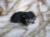 amurinpriscillagirl1week2810103_small.jpg