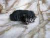 amurinpriscillagirl1week2810104_small.jpg