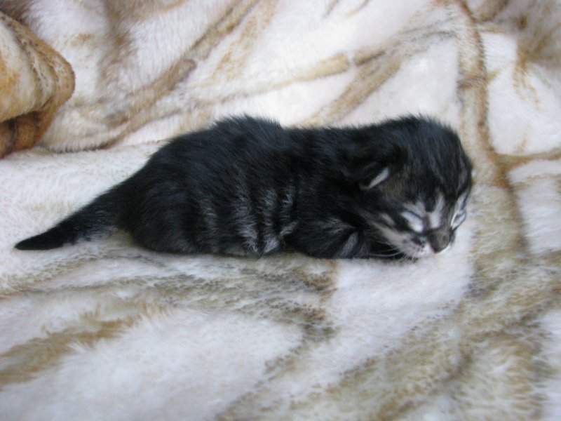 amurinpriscillagirl1week2810105.jpg