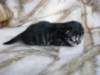 amurinpriscillagirl1week2810105_small.jpg