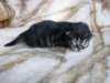amurinpriscillagirl1week2810106_small.jpg