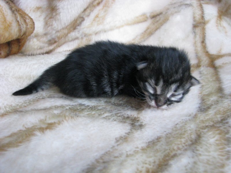 amurinpriscillagirl1week2810107.jpg