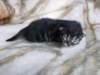 amurinpriscillagirl1week2810107_small.jpg