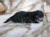 amurinpriscillagirl1week2810108_small.jpg
