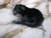 amurinpriscillagirl1week2810109_small.jpg