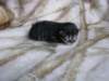 amurinpriscillagirl1week281010_small.jpg