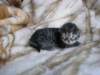 amurinpriskagirl1week28101010_small.jpg