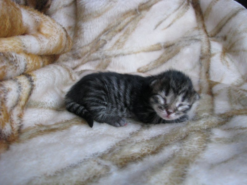 amurinpriskagirl1week28101012.jpg