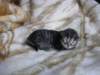 amurinpriskagirl1week28101012_small.jpg