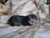amurinpriskagirl1week28101013_small.jpg