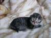amurinpriskagirl1week28101014_small.jpg