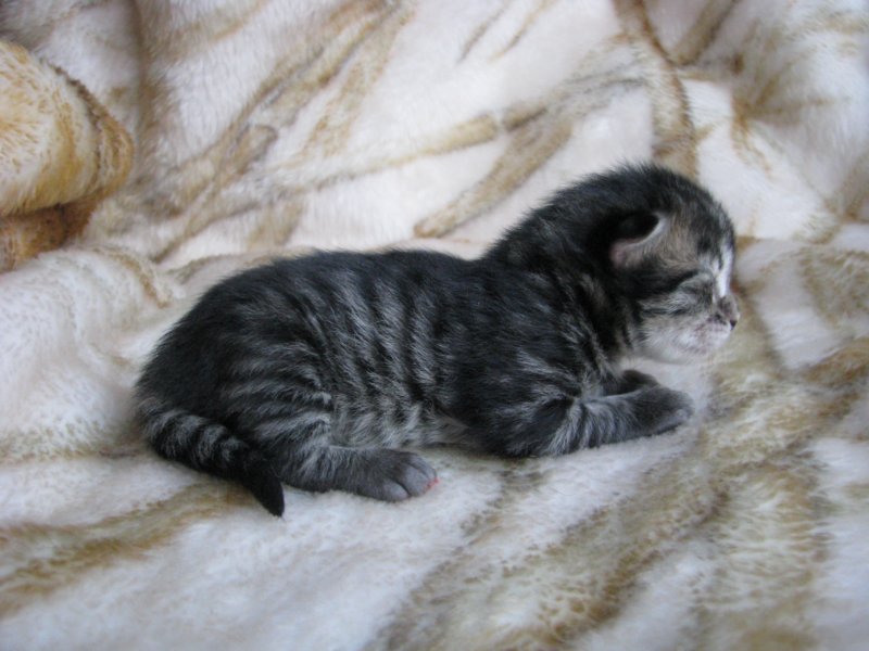 amurinpriskagirl1week28101015.jpg