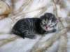amurinpriskagirl1week28101016_small.jpg
