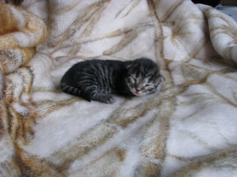 amurinpriskagirl1week28101017.jpg