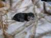 amurinpriskagirl1week28101017_small.jpg