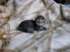 amurinpriskagirl1week28101018_small.jpg