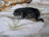 amurinpriskagirl1week2810102_small.jpg