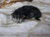 amurinpriskagirl1week2810103_small.jpg