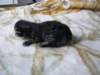 amurinpriskagirl1week2810104_small.jpg