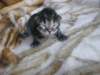 amurinpriskagirl1week2810105_small.jpg