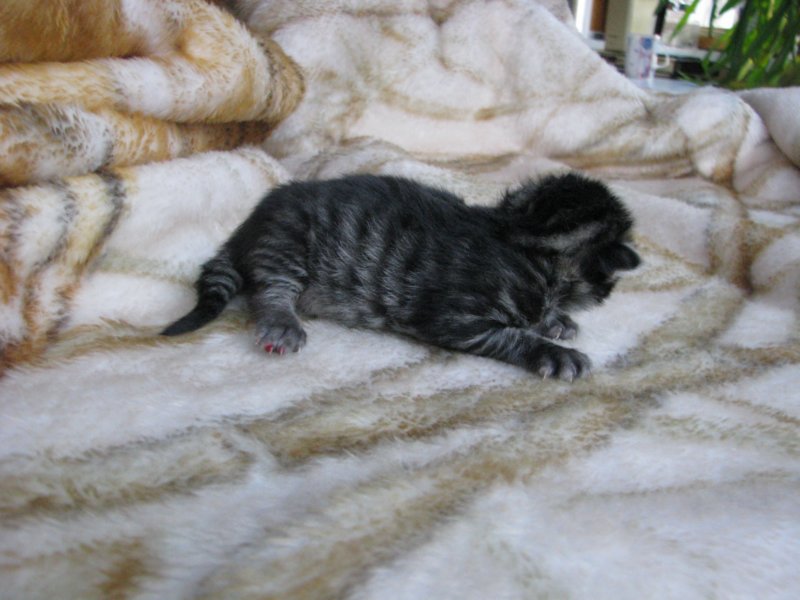 amurinpriskagirl1week2810106.jpg