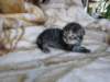 amurinpriskagirl1week2810108_small.jpg