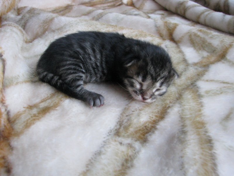 amurinpriskagirl1week2810109.jpg