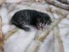 amurinpriskagirl1week2810109_small.jpg