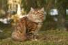 amurinrafaeliijwsibny0924g_small.jpg