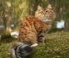 fiamurinrafaeliijwsibny0924_small.jpg