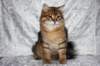 ruufus7kuukautta1262011show_small.jpg