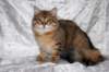 ruufus7kuukautta1262011showa_small.jpg