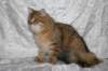 ruufus7kuukautta1262011showb_small.jpg
