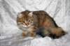 ruufus7kuukautta1262011showc_small.jpg