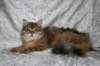 ruufus7kuukautta1262011showd_small.jpg